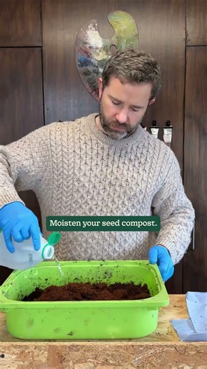 Sowing Schefflera from fresh seed. #garden #schefflera #sowingseeds #gardening