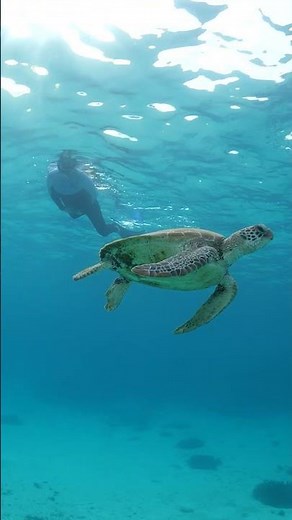 Green zones don't just protect fish - they help everything else | Fishing on the Great Barrier Reef