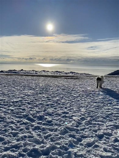 Beach >>> #fyp #winter #dogsoftiktok #sheepadoodle #dog