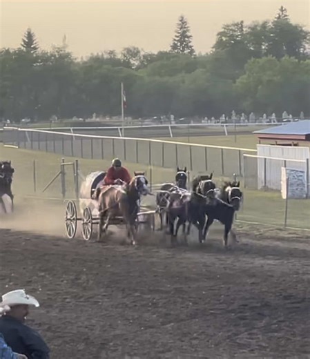 Sturgis, SK Day 1 #chuckwagon #jackauctiongroup #horses #fyp #horsesoftiktok #team #horse #horsesontiktok