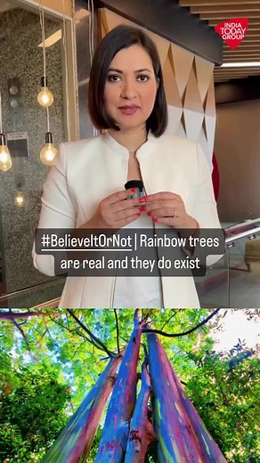 8.8K views · 64 reactions | Even though there’s no shortage of beautiful flora and fauna in the world, there’s one tree on our planet that’s as incredible as the name suggests. We are talking about a tree called “rainbow eucalyptus.” Find out more on this with Pooja Shali in #BelieveItOrNot. #SocialMediaSpecial #RainbowTree #Beautiful #Nature | India Today | Facebook