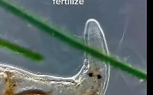 扁虫自体受精，人类进化的典范