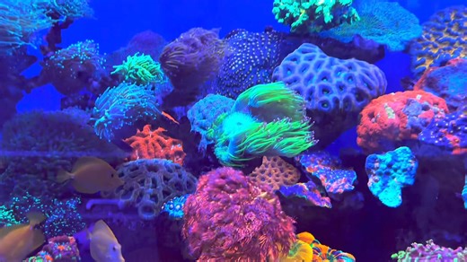 Old style Horizontal ! | Polo Reef by Andrew Sandler