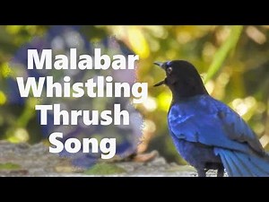 The Malabar Whistling Thrush Singing inside Parambikulam Tiger Reserve, Kerala. #bird_calls