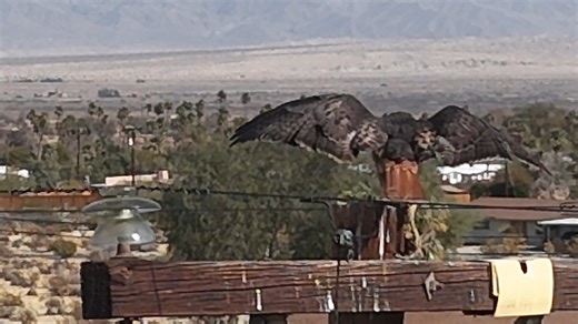 Raptor on Pole position by Vangelis