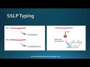 Genetic Markers / Molecular Markers - RFLPs, SSLPs, SNPs : minisatellite (VNTRs), microsatellite
