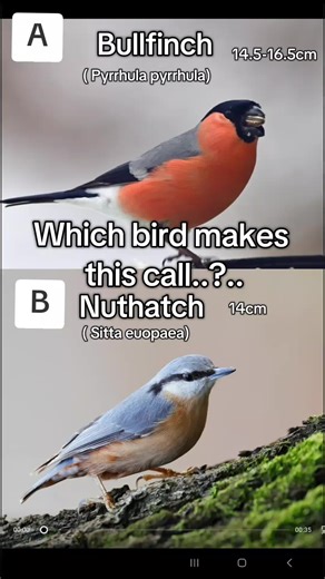 Guess the Bird Call: A Fun Bird Sounds Challenge