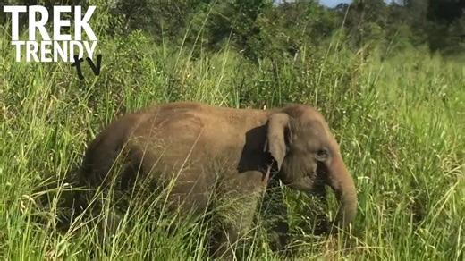When wild elephants take over Sri Lanka’s roads