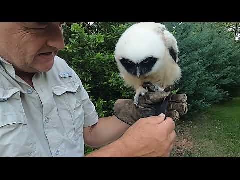 How to use the anklets, jesses, leash, and swivel for falconry - birds of prey.
