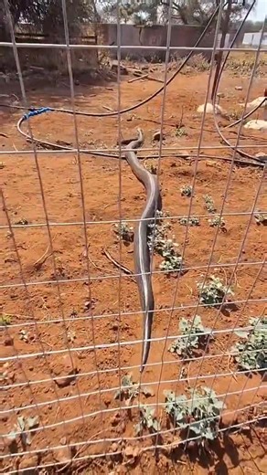 9.3K views · 93 reactions | Giant African rock python spotted on a farm. | Safari Travel | Facebook
