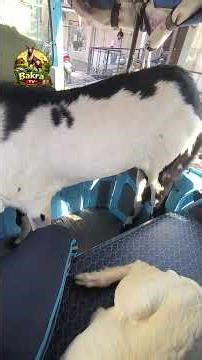 bakri palan , aaj vetinary hospital lekr gaya #bakripalan