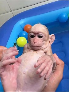 5.3K views · 131 reactions | Pool time over! Dad gives baby monkey a final wash | Best Videos | Facebook