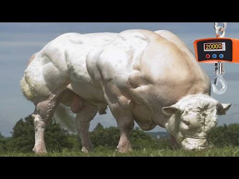 Meet the World's Heaviest Muscular Bull - A True Giant of Strength!
