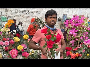 Galiffstreet Market Rare Rose Bougainvillea & winter Flowers | Best Flowers Flower Forever