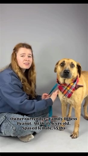 💔 Owner surrender due to a family member illness💔 Peanut, #A1138713, Spayed female, 6 yrs old, 45 lbs "Beautiful Peanut was surrendered to the shelter because of a family member illness. It’s heartbreaking that she’s lost her family and home. She is scared at the shelter, but warmed up while getting her picture taken. She really wanted to get close and almost crawled in her lap for attention. I’m sure if she’s shown the love she deserves, she will blossom again. Her previous owner noted that s