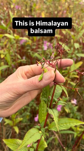 🎥 Watch closely – right at the moment the seed pod bursts. In this clip it’s just brushed against, but the explosive force behind Himalayan balsam seed release is incredible. 🌱💥 Across the UK, this invasive plant is widely disliked for outcompeting native species and spreading rapidly along rivers like the Mersey. Community “balsam bashing” events try to keep it under control, but here in Sale and Urmston it still feels unstoppable. For bees, though, it’s a different story. Normally, after bl