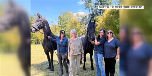 Martha Stewart adopts 2 Vermont rescue horses