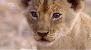 ドキュメンタリー 2018 - ワイルドライフ 【ライオン】