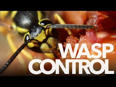 WEBINAR: A practical approach to wasp management