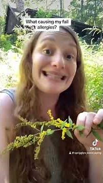 This is an important repost about the incredible North American native plant, goldenrod