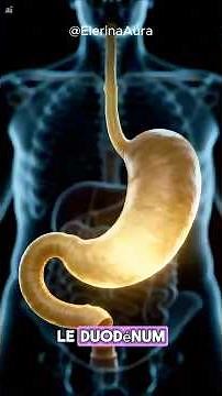 This incredible organ that you know so little about: the duodenum