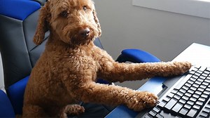 What Happens Switching Lives With a Pet?