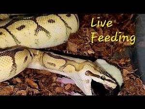 Squealing Rat Trapped / Warning Python Live Feeding