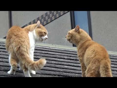 【猫の喧嘩 ２】 すさまじいことに💦