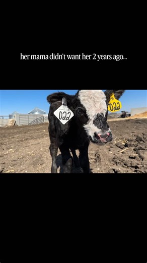 Andrea Flemming | 5th Generation Farmer | A successful bottle calf becoming a cow. 🤌🏼 22 was raised as a bottle calf at no fault of her own. Her dam was older and had the “spacey”... | Instagram