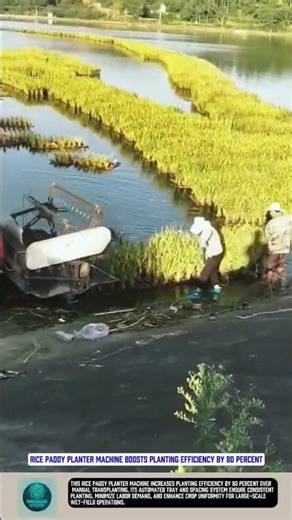 Rice Paddy Planter Machine Boosts Planting Efficiency by 80 Percent