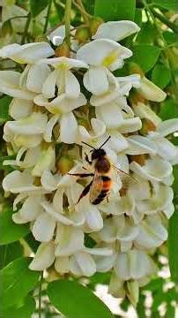 "This Tree Can Survive Anything… Meet Acacia 🌳" #facts #woodscraft #forest #nature #garden #trees