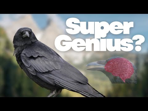 Fun Facts About Crows