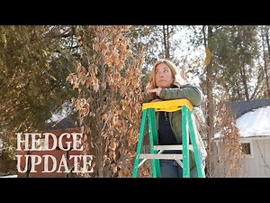 How I'm pruning the hornbeam hedge