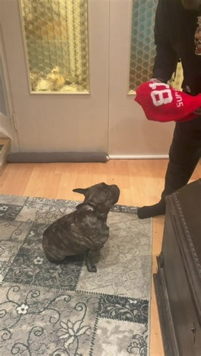 Humorous Pullover Moments with French Bulldogs