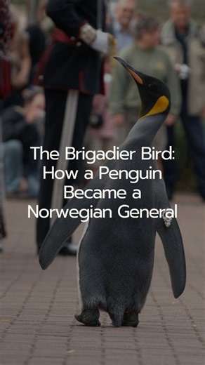 Factually Interesting on Instagram: "The Brigadier Bird: How a Penguin Became a Norwegian General In one of the most charming traditions in military history, a King penguin living at the Edinburgh Zoo serves as the official mascot, and a high-ranking officer, of the Norwegian King’s Guard. The tradition began in 1972 when a Norwegian lieutenant named Nils Egelien visited the zoo and noticed a striking resemblance between the penguin colony and his guard. He arranged for the regiment to adopt a p