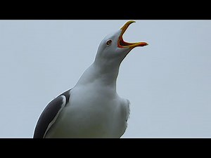 Seagull Calls / Sounds / voices