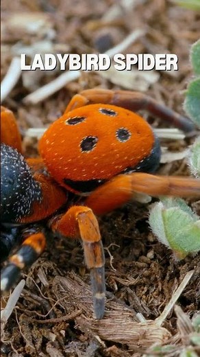 The Ladybird Spider: A Rare Arachnid Gem