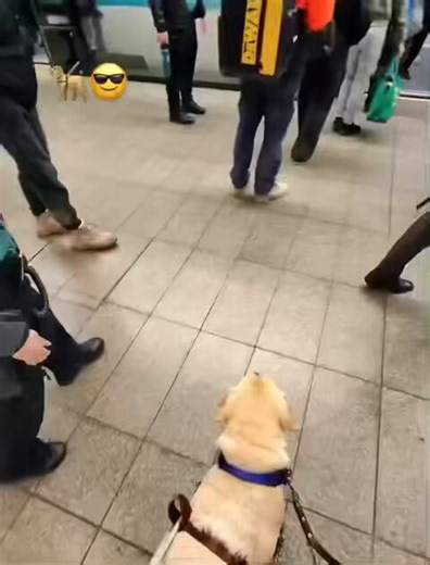 the dog took care of everything