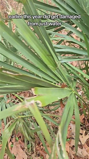 Sabal Palmetto