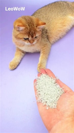 Cat ASMR Magical Beads Reverse 🌈 #asmrcat #satisfying #shorts