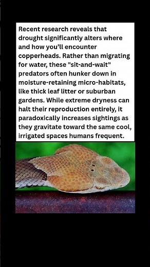 Why You’re Seeing MORE Copperheads in a Drought! 🐍 #wildlife #facts #shorts