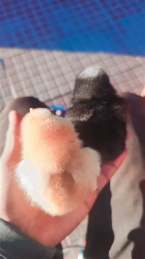 Anshu Kumar on Reels