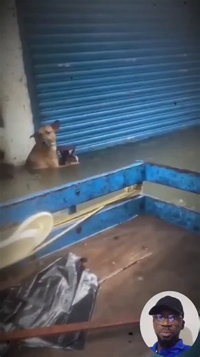 One Kind Man… Two Lucky Dogs 🙌🐾 | Petsux