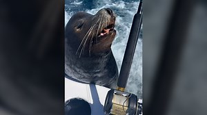 23K views · 14 reactions | "You ate all of our bait!" Fishermen got a surprise when a hungry sea lion boarded their boat looking for more food to eat. | USA TODAY Video | Facebook