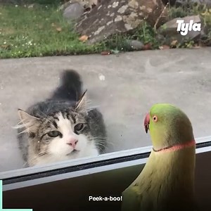 375K views · 12K reactions | Birds are so hilarious and never fail to make us laugh 藍列 | LADbible New Zealand | Facebook
