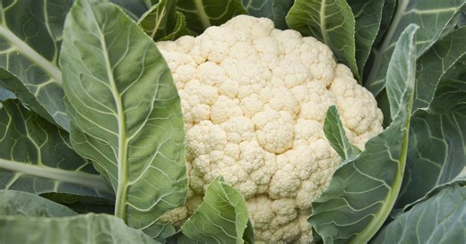 Une «crise d’une ampleur rare» : la grande distribution appelle les consommateurs à acheter des choux-fleurs français