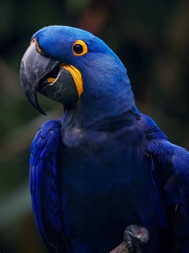 Wild Wonders on TikTok