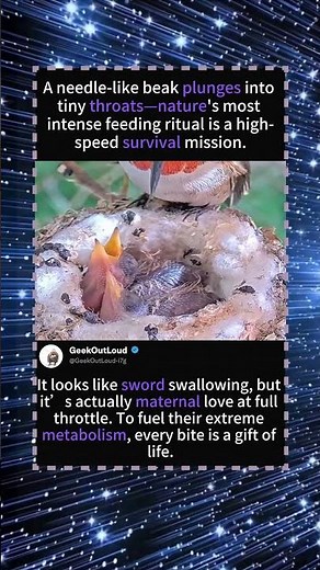 The World’s Most Intense Breakfast! 🐦🗡️ Witness the Hummingbird’s "Sword Swallowing" Feeding!