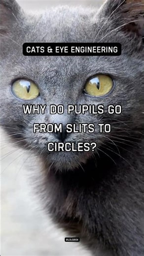 Why do pupils go from slits to circles? It switches between precision and light intake.