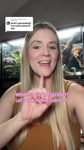 Replying to @rickithevixen What is gut loading? Let’s talk about reptile nutrition and the importance of gut loading your reptiles’ insects for a healthy diet! 🥬🥭🥕🫑 #reptilediet #feederbugs #reptilehusbandry #reptilecaretips #reptilekeepingtips #reptilekeeping #reptilekeeperlife #reptilekeepers #reptilekeeper #feederbreeder #feederbreeders #feederinsects #reptilecaretaking